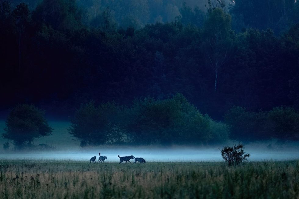 Wolves In The Białowieża Forest At Dawn, Photo By Adam Buszko