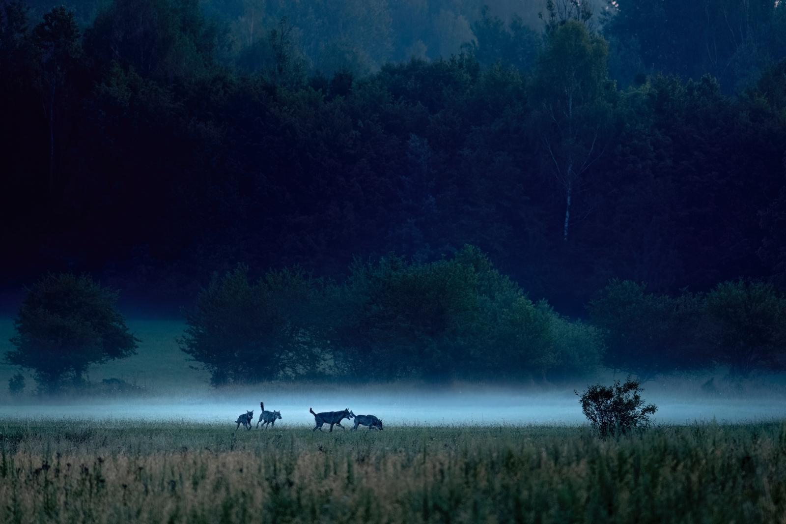 Wolves in the Białowieża Forest at dawn, photo by Adam Buszko