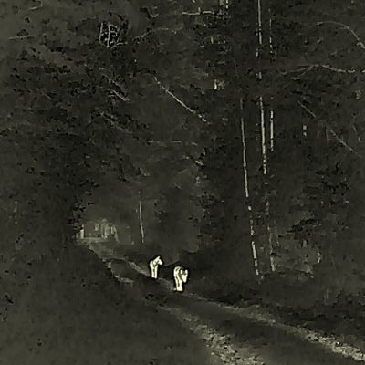 Wolves In The Białowieża Forest